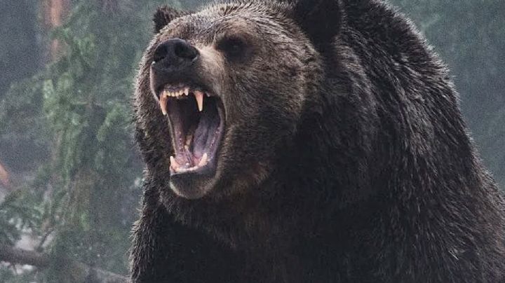 Brutal ataque de un oso grizzly a un grupo de niños y maestros que acampaban en el bosque