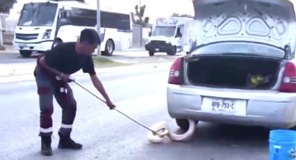 Nuevo León: pitón gigante se le aparece a conductora en su auto al ir manejando; le mete el susto de su vida