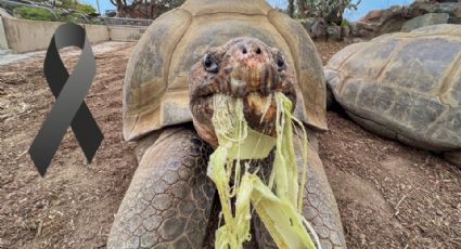 Fallece a los 141 años la histórica tortuga Galápagos Gramma, símbolo del Zoológico de San Diego