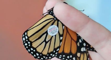 Equipan a mariposas monarca con chips del tamaño de un arroz para rastrear 4 mil kilómetros de vuelo