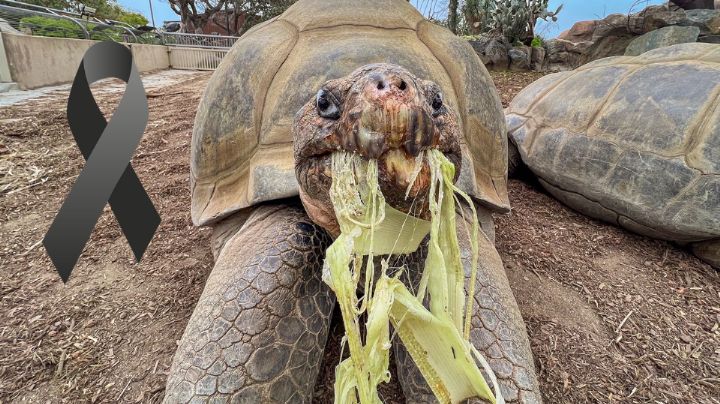 Fallece a los 141 años la histórica tortuga Galápagos Gramma, símbolo del Zoológico de San Diego