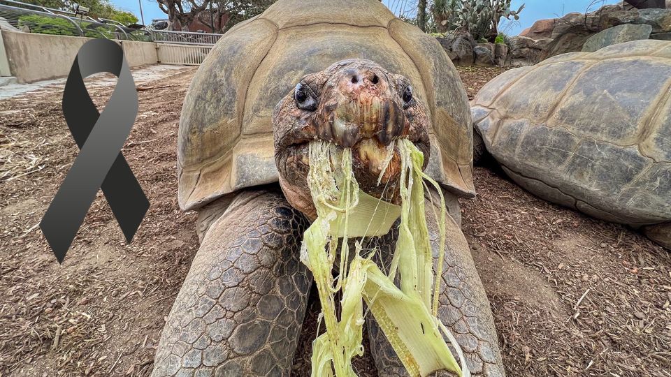 Muere a los 141 años la histórica tortuga de los Galápagos, Gramma, símbolo del Zoológico de San Diego