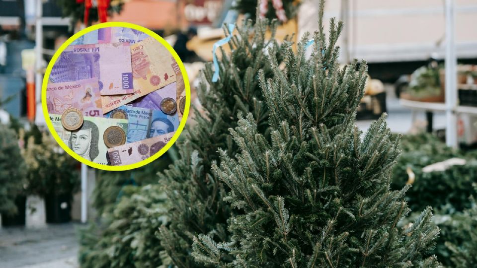 ¿Cuánto cuestan los árboles de Navidad naturales en 2025?