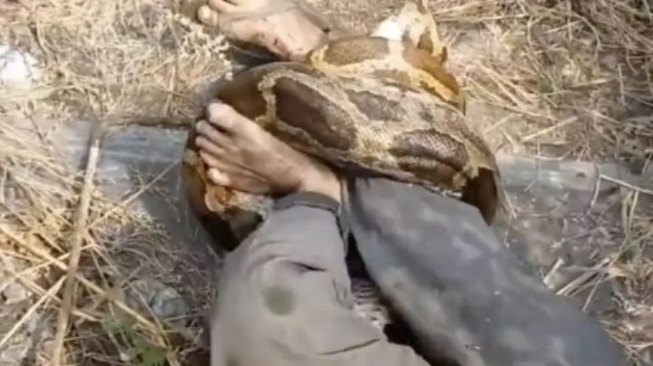 '¡Ayuda, ayúdenme!': pitón gigantesca atrapa a hombre en matorral; rogó por ayuda durante minutos | VIDEO