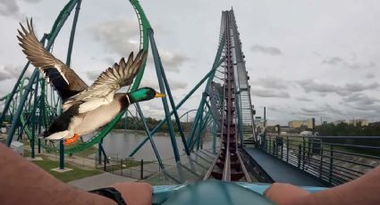 En SeaWorld mujer fue golpeada por un pato; pide 50 mil dólares por daños