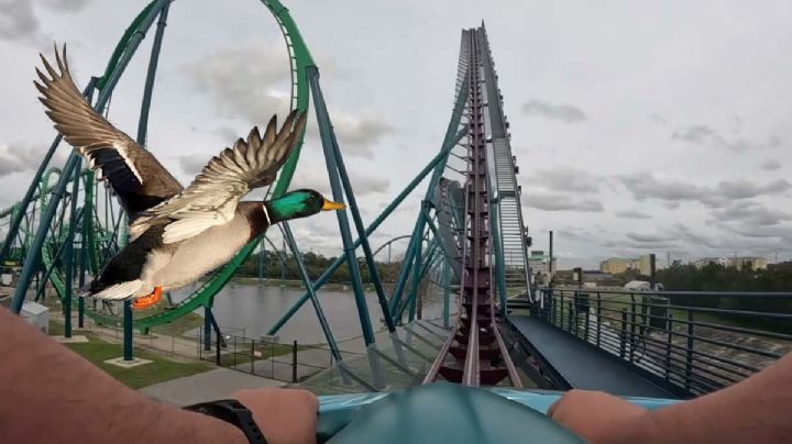 En SeaWorld mujer fue golpeada por un pato; pide 50 mil dólares por daños