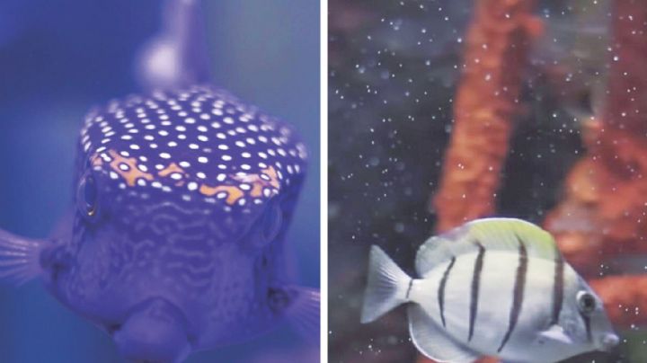 Llegan 15 nuevas especies al Acuario de Nuevo Laredo; ¿cuáles son?