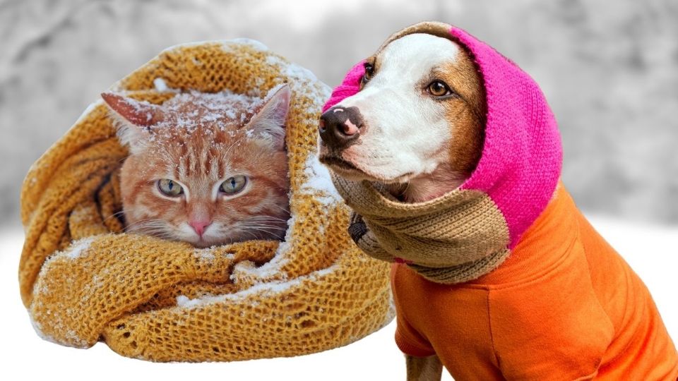 Aprende a distinguir si tu mascota tiene frío en esta temporada invernal; estos son los riesgos de no hacerlo