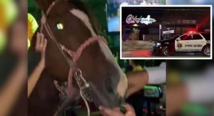 Le dan de tomar alcohol a un caballo en un bar de Saltillo; multan al dueño por un millón de pesos