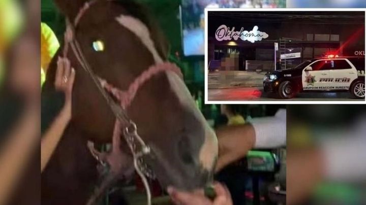 Le dan de tomar alcohol a un caballo en un bar de Saltillo; multan al dueño por un millón de pesos