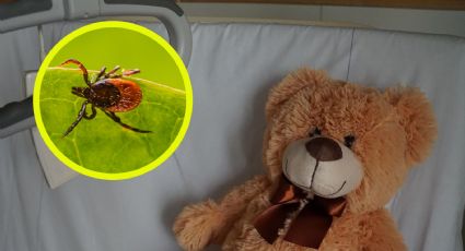 Niña de seis años muere de infección por Rickettsia; ¿cuáles fueron sus síntomas?