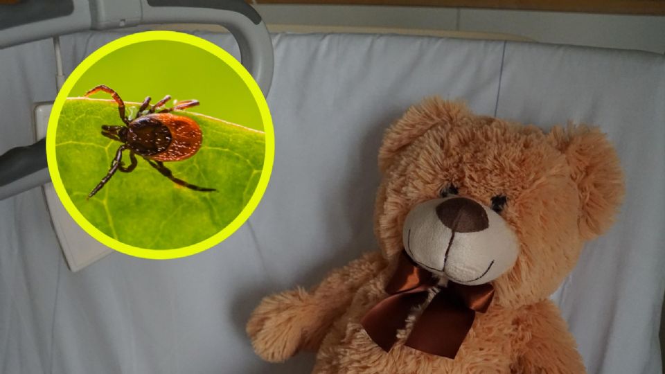 Muere en Durango niña de 6 años que fue mordida por garrapata