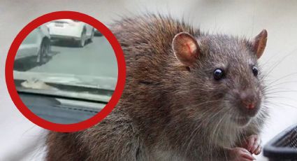 Rata causa pánico al trepar vehículo en avenida de Monterrey; mujeres gritan aterrorizadas | VIDEO
