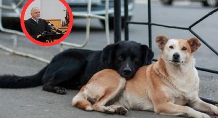 Laredo: ¿tienes multas pendientes?, si no pagas podrías convertirte en cuidador de perros