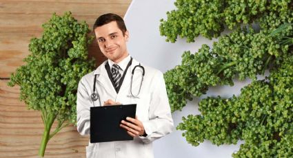 El Huauzontle es un superalimento por ser muy nutritivo, ¿qué es y cuánto cuesta?