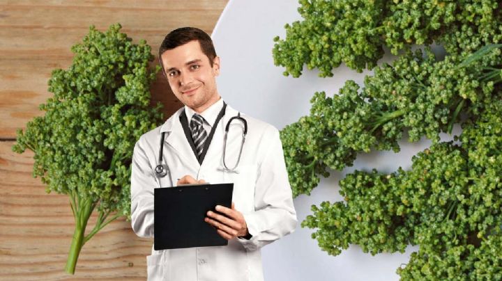 El Huauzontle es un superalimento por ser muy nutritivo, ¿qué es y cuánto cuesta?