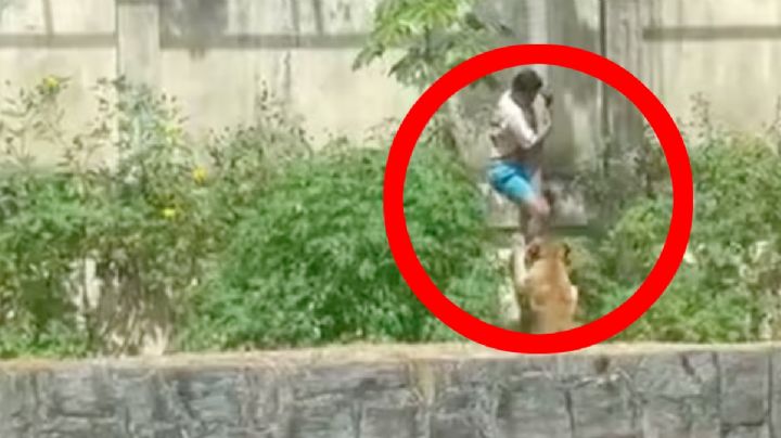 Joven se mete al foso de una leona y muere devorado | VIDEO