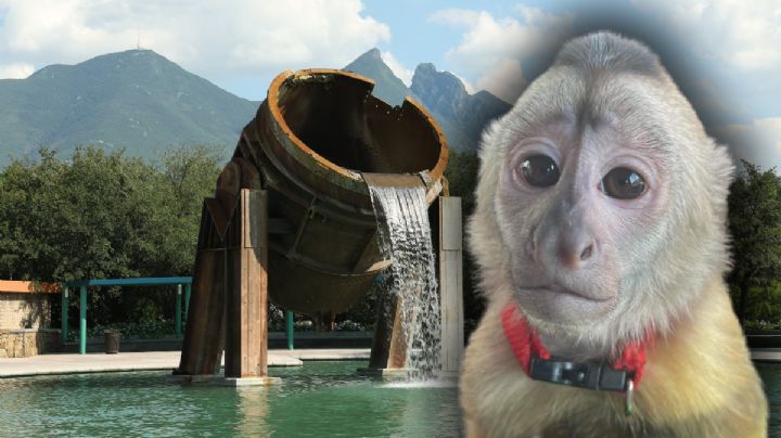 Mono capuchino sorprende a automovilistas en Monterrey; presunta dueña ofrece recompensa en redes | VIDEO