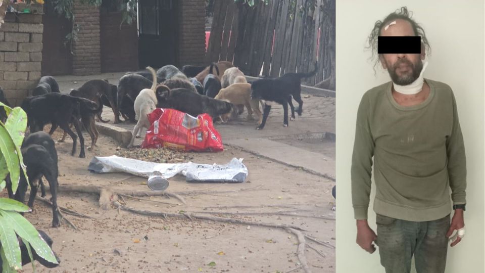 Rastro clandestino vendía carne de perro en Oaxaca; rescatan 65 animales