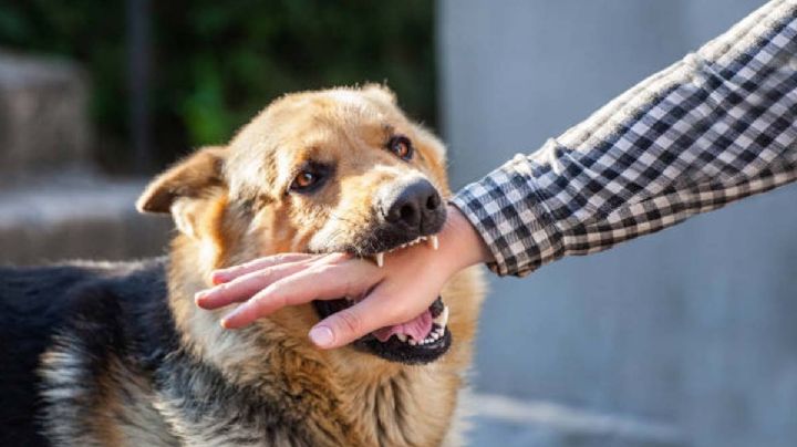 En Nuevo Laredo cada mes se reportan mordidas de perros a personas y la mayoría ocurren en casa