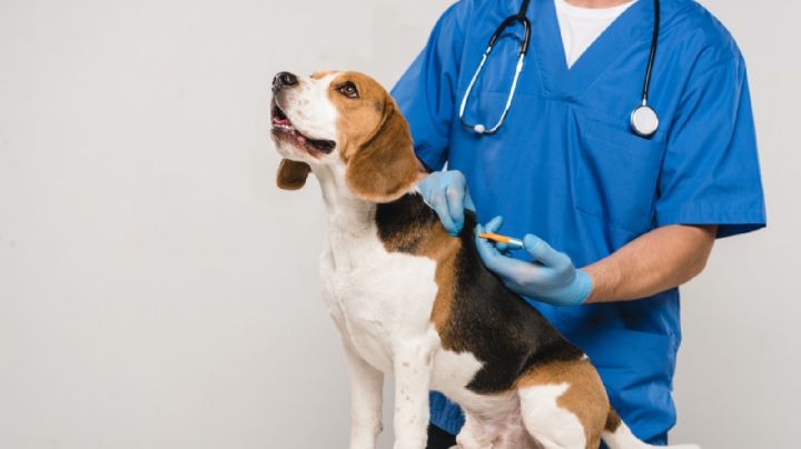 Laredo Animal Care Services ofrece vacunación económica para mascotas; estas son las fechas y requisitos