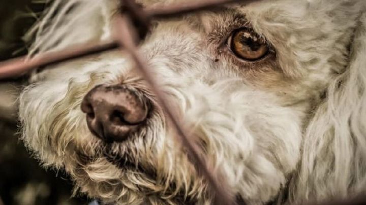 Muere animalista y nadie quiere hacerse cargo de sus perros; deja en el desamparo a 200 lomitos