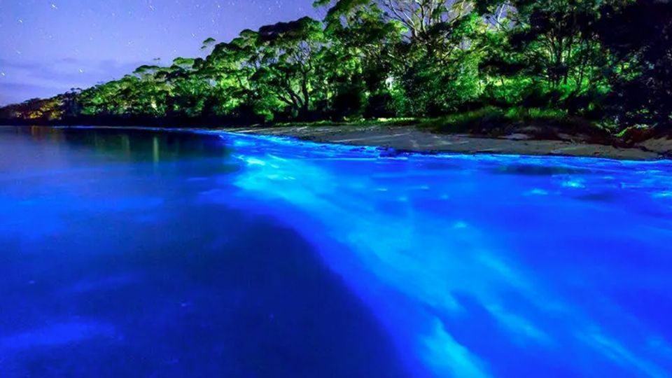 Bioluminiscencia en Veracruz
