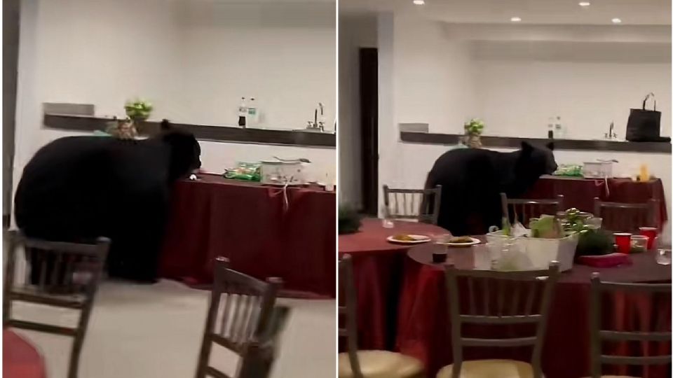 Captan a oso negro en cena navideña en Nuevo León