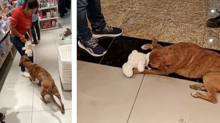 Perrito de Miniso: clientes que cooperaron para su peluche de Navidad ahora le buscan hogar | VIDEO