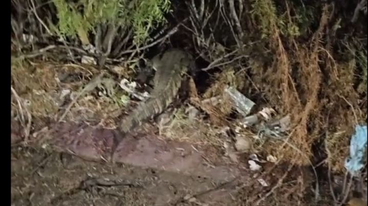 Captan a cocodrilo en El Laguito de Nuevo Laredo; autoridades lanzan advertencia | VIDEO