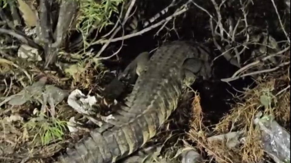 Cocodrilo en Nuevo Laredo.