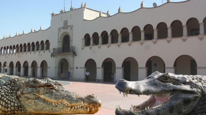 Cocodrilo en Nuevo Laredo: ¿cuál es la diferencia con los caimanes y cuál es más peligroso?