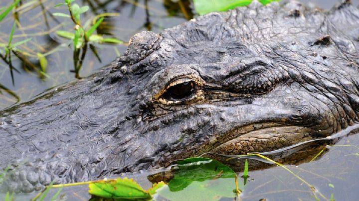 Cocodrilos en Nuevo Laredo: 20 años de avistamientos y solo uno capturado