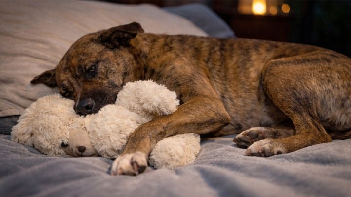 Perrito de Miniso es adoptado; ya no tendrá que dormir en las calles de Mérida