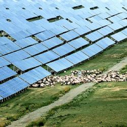 China buscaba energía y por error, al instalar campo de celdas solares en el desierto, crean un edén