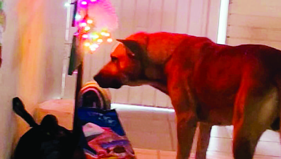 Perrito robaba lonches a estudiantes de la Secundaria 3 de Nuevo Laredo; ahora todos lo consienten