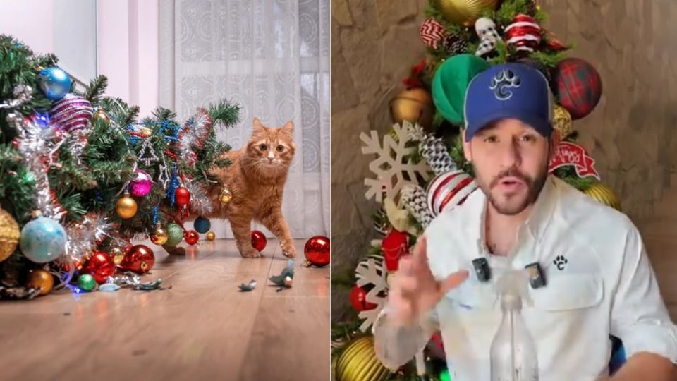 ¿Tu gato destroza tu árbol de Navidad?; el veterinario 'Chemanimals' revela como evitarlo