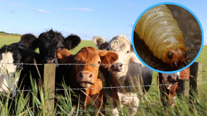 Tamaulipas confirma su primer caso de gusano barrenador y pone en riesgo exportación ganadera a EU