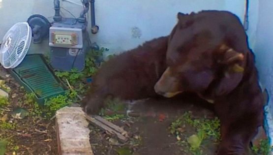 Enorme oso de más de 200 kg convierte un hogar en su guarida invernal | VIDEO