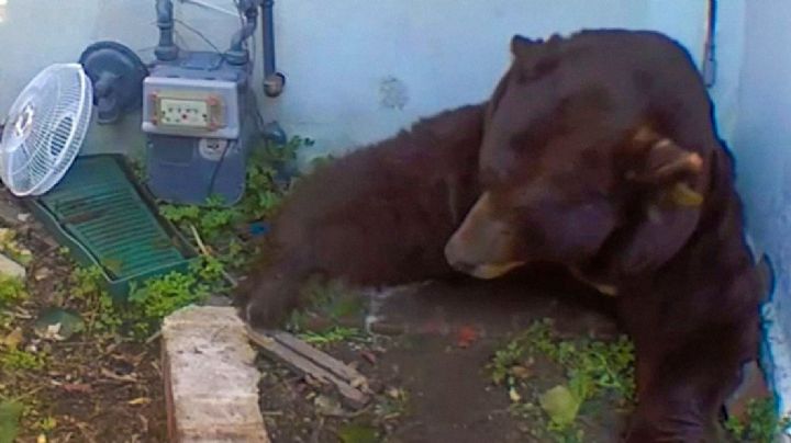 Enorme oso de más de 200 kg convierte un hogar en su guarida invernal | VIDEO