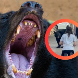 Mujer ignora advertencias e intenta acariciar a un oso negro; esta fue la reacción del animal | VIDEO