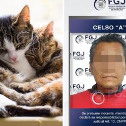 Hombre sacrifica a tres gatos en Reynosa; es vinculado a proceso por maltrato animal