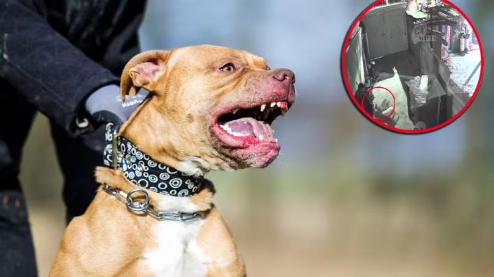 Ana fue brutalmente atacada por perros pitbulls; protegió con su cuerpo a su hijo