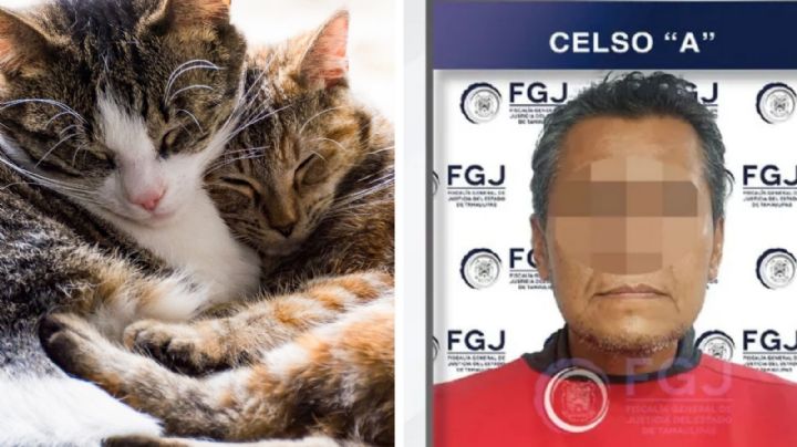 Hombre sacrifica a tres gatos en Reynosa; es vinculado a proceso por maltrato animal
