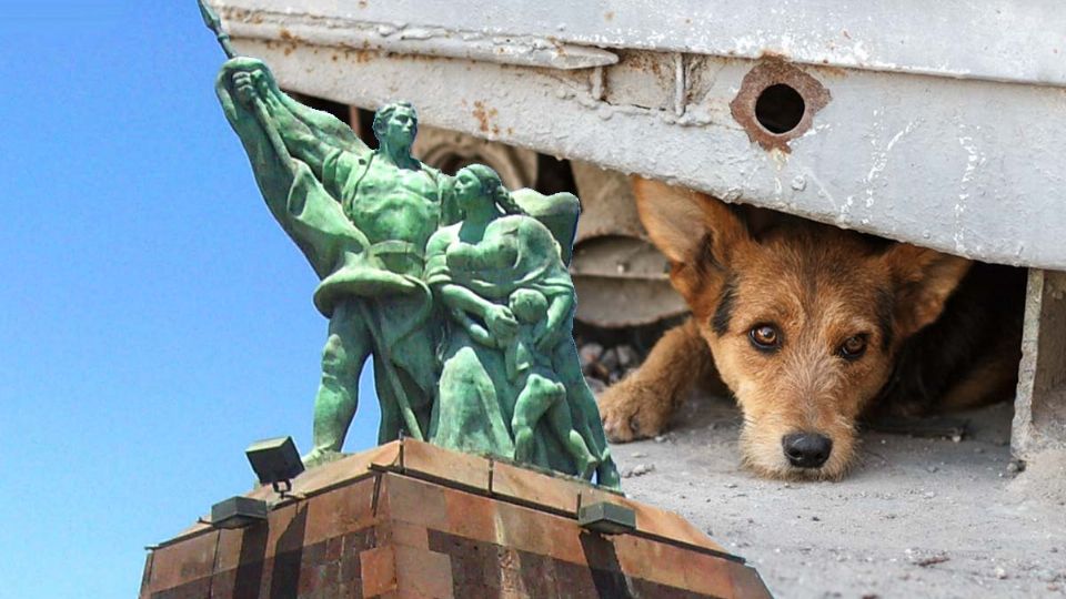 En Nuevo Laredo hay perritos que viven en la calle