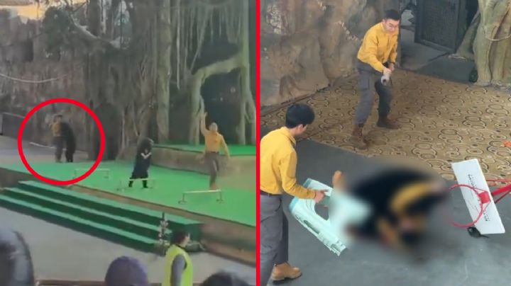 MOMENTO EXACTO en que oso negro ataca a su cuidador durante espectáculo en safari