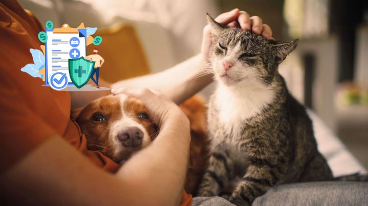Seguros para mascotas en México: ¿cuánto cuestan y qué incluyen las pólizas?