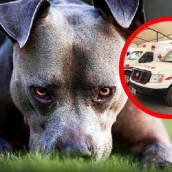 Bebé de un año muere tras ataque agresivo de pitbull; le rompió el cráneo a mordidas