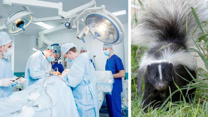 Hombre recibe un trasplante de riñón, pero muere de rabia porque el órgano venía infectado