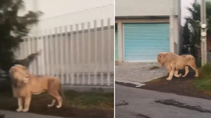 Captan a león deambulando en las calles; se escapó de un refugio animal | VIDEO